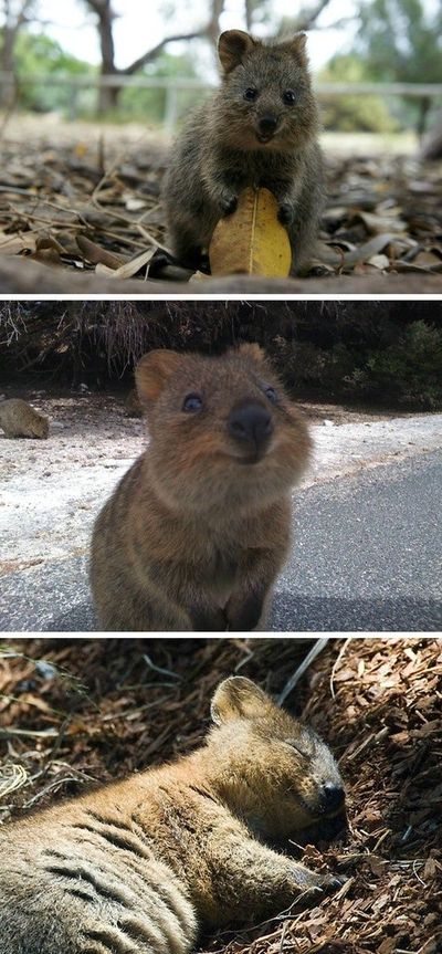 I just couldn't help myself - I had to share this little cutie! Have you seen this animal? It's called the Quokka and it looks like it is always smiling! It's from Australia